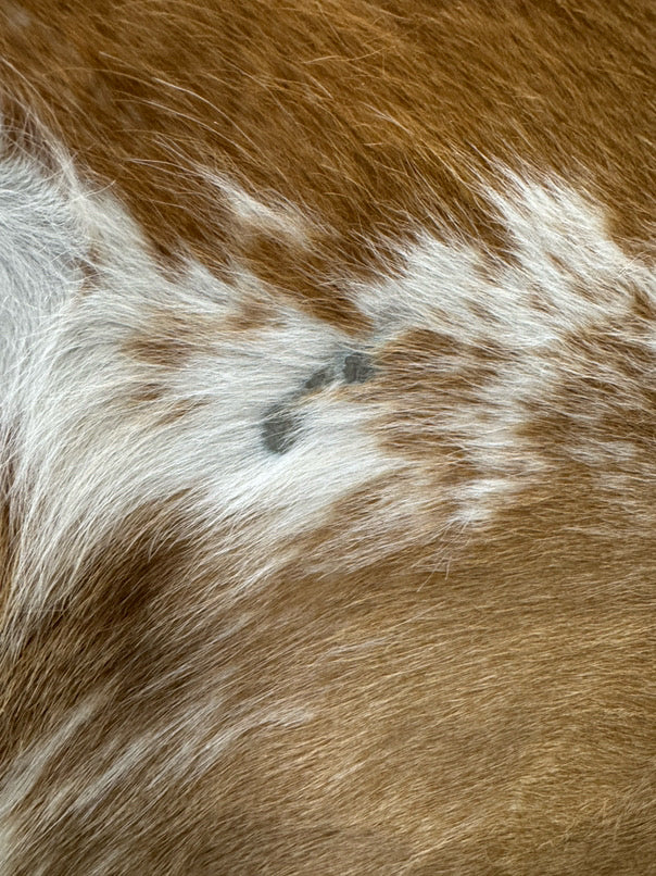 Tan & White Cowhide Area Rug