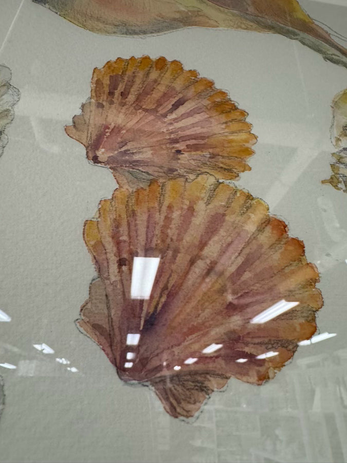 C. CHAMBERLAIN DAVIS Shells Watercolor in Gold Frame