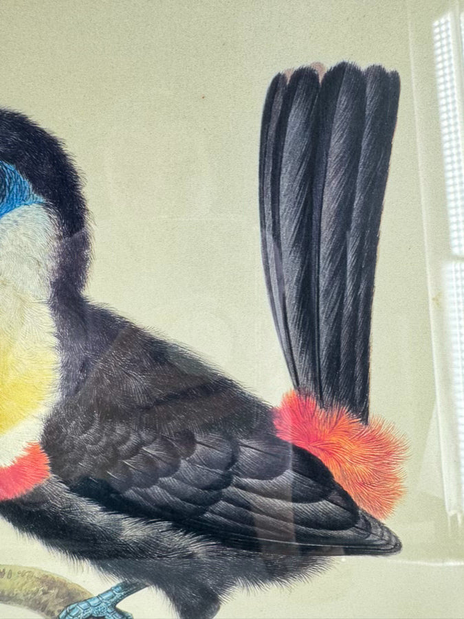 CHELSEA HOUSE SYD EDWARDS Toucan Print in Gold & Black Frame