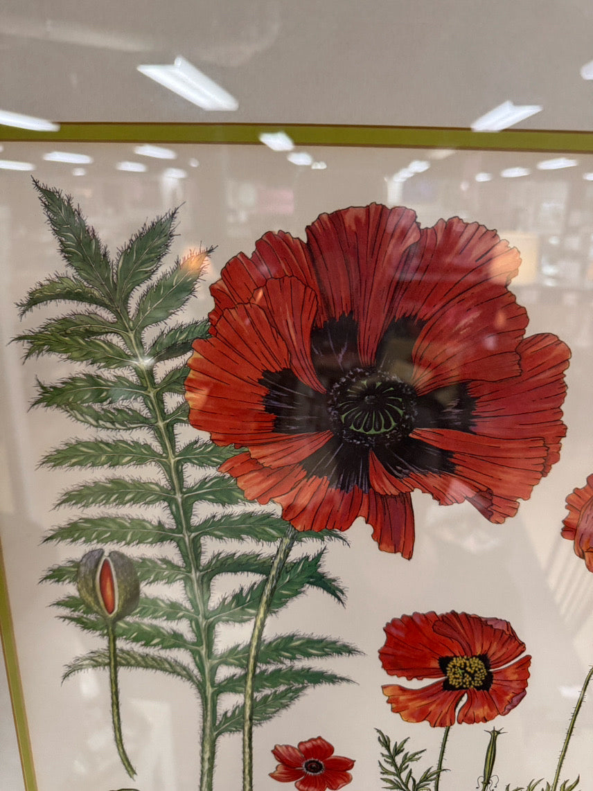 DIANNE COLEMAN Poppies Signed Print in Wood Frame