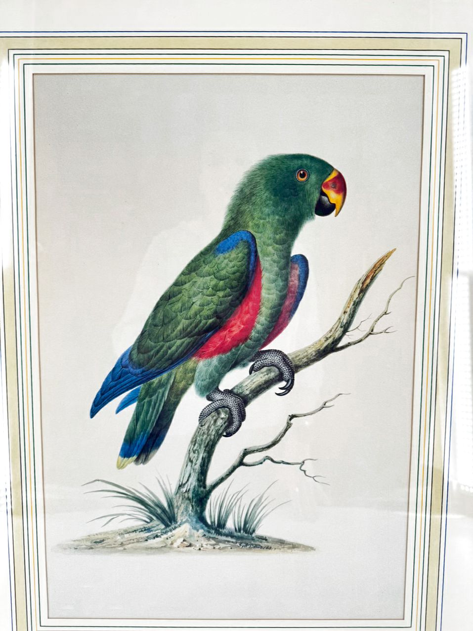 CHELSEA HOUSE SYD EDWARDS Green Parrot Print in Gold & Black Frame