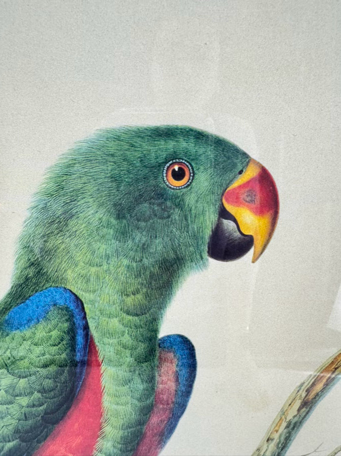 CHELSEA HOUSE SYD EDWARDS Green Parrot Print in Gold & Black Frame