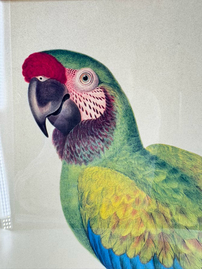 CHELSEA HOUSE SYD EDWARDS Multicolor Parrot Print in Gold & Black Frame