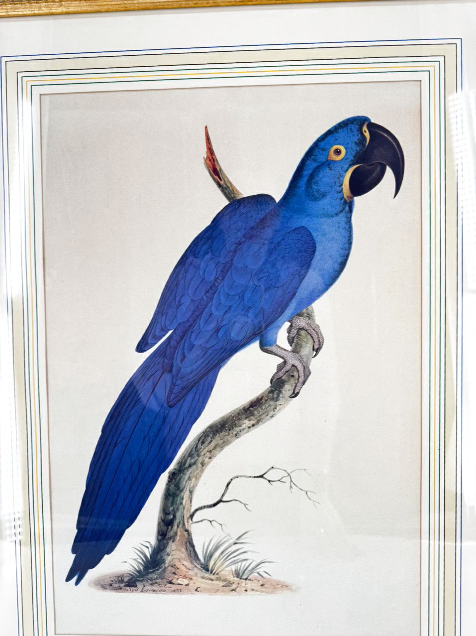 CHELSEA HOUSE SYD EDWARDS Blue Parrot Print in Gold & Black Frame