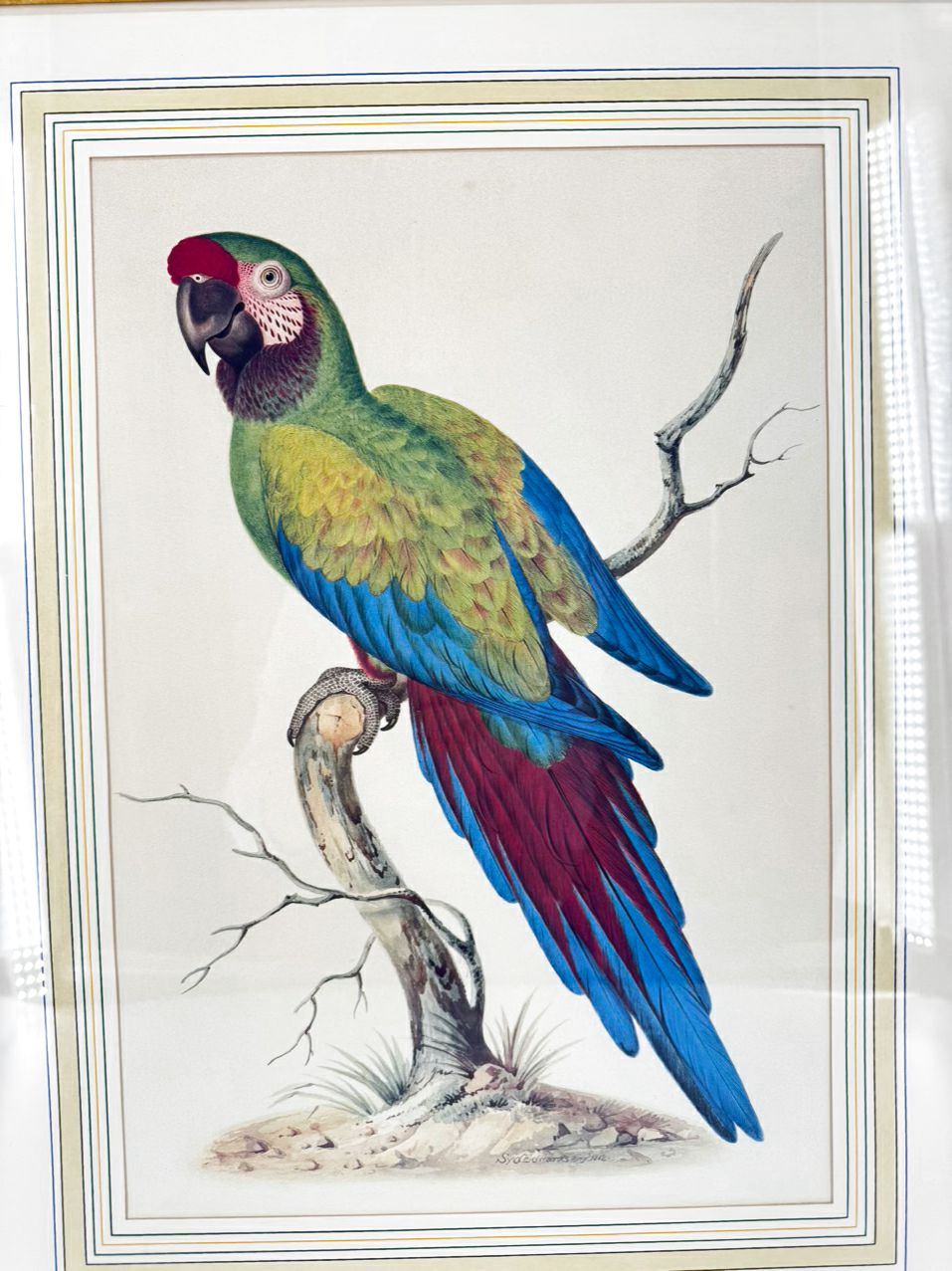 CHELSEA HOUSE SYD EDWARDS Multicolor Parrot Print in Gold & Black Frame