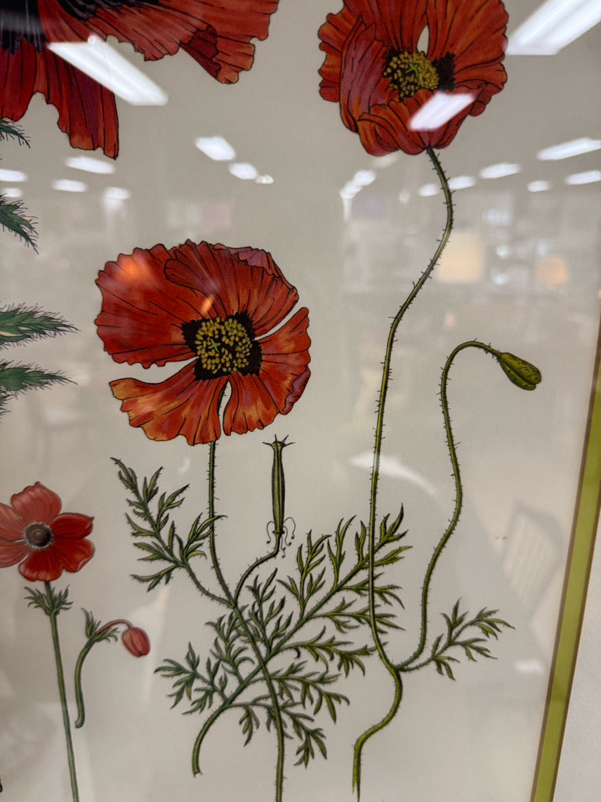 DIANNE COLEMAN Poppies Signed Print in Wood Frame