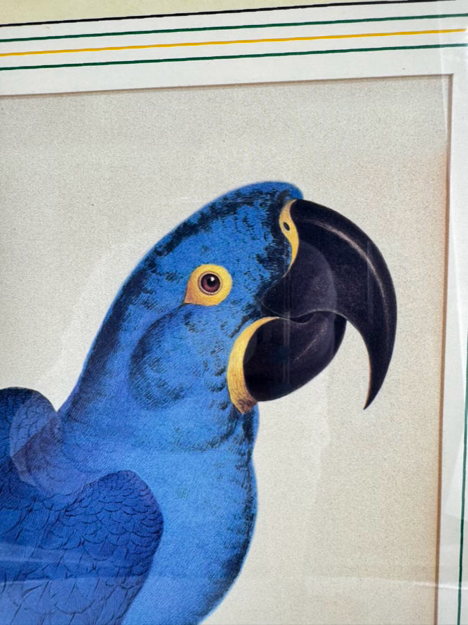 CHELSEA HOUSE SYD EDWARDS Blue Parrot Print in Gold & Black Frame
