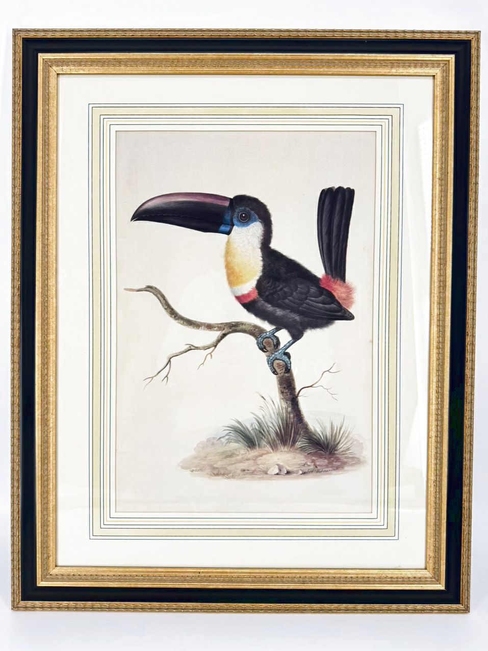 CHELSEA HOUSE SYD EDWARDS Toucan Print in Gold & Black Frame