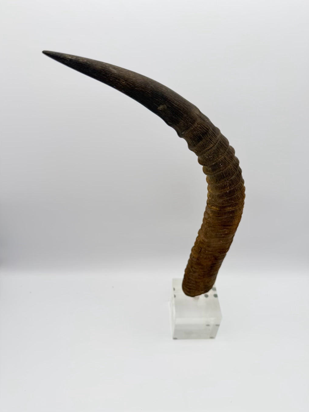 Horn On Clear Lucite Base