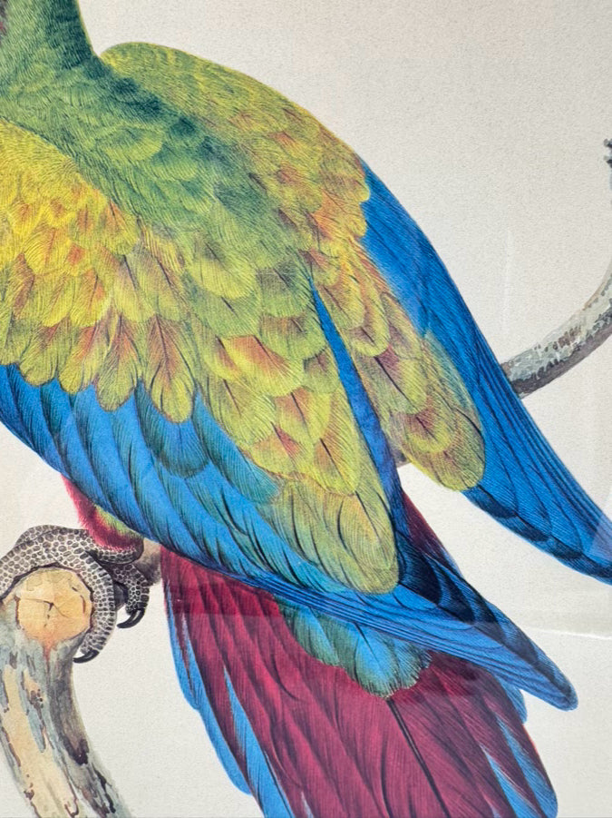 CHELSEA HOUSE SYD EDWARDS Multicolor Parrot Print in Gold & Black Frame