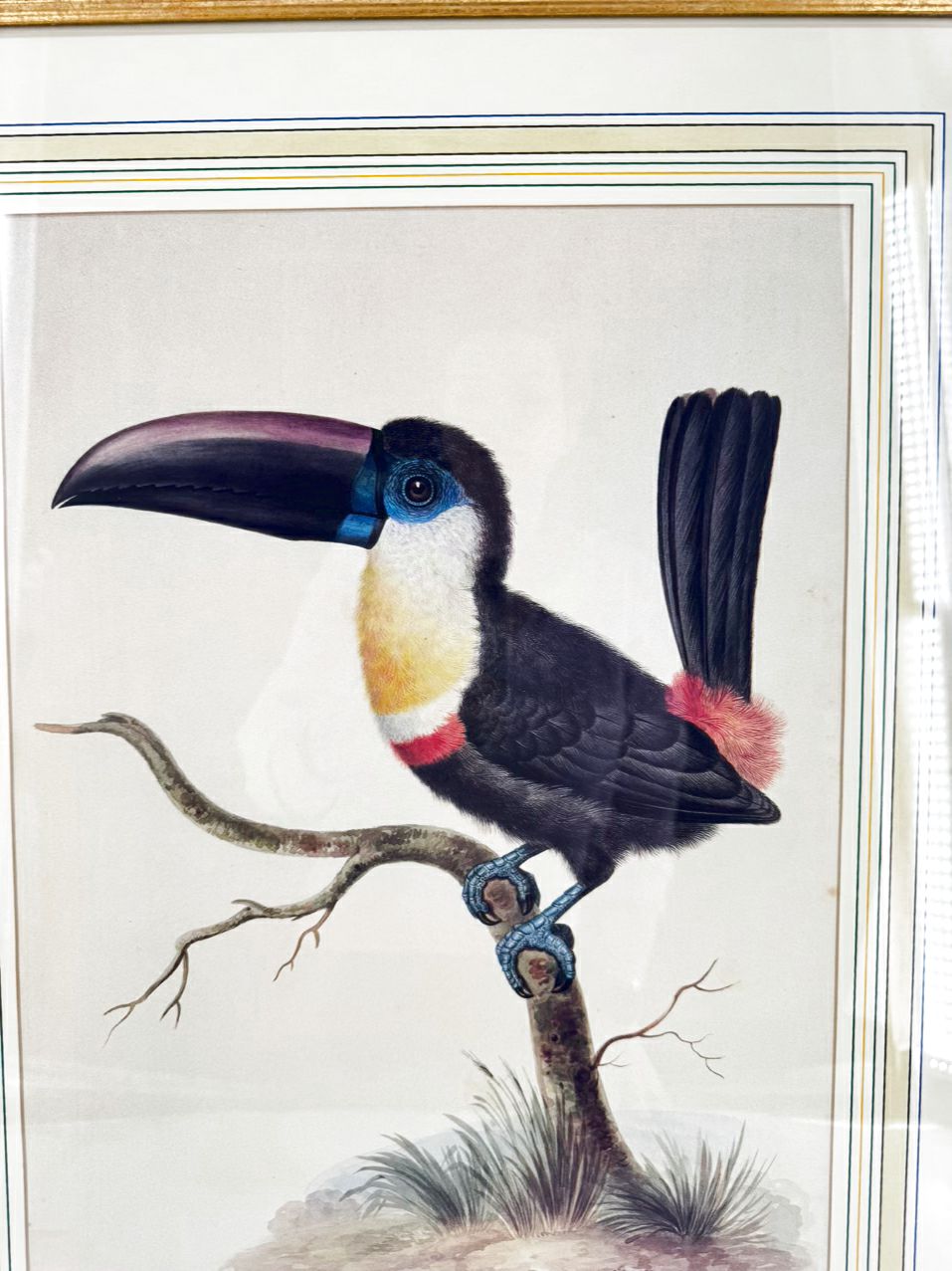 CHELSEA HOUSE SYD EDWARDS Toucan Print in Gold & Black Frame