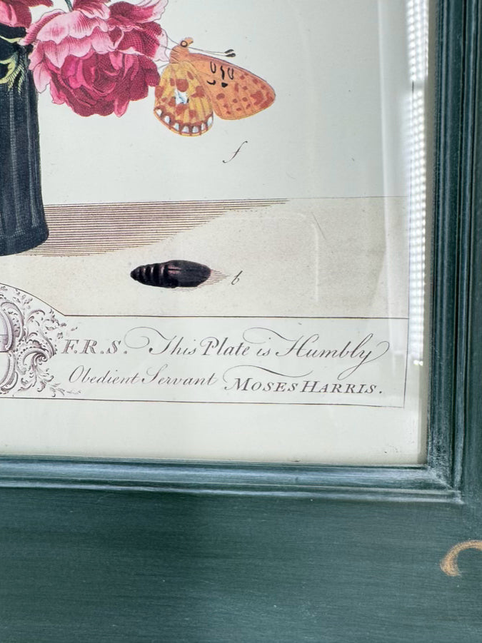 CHELSEA HOUSE Moses Harris Pair of Prints in Green Gilt Frames
