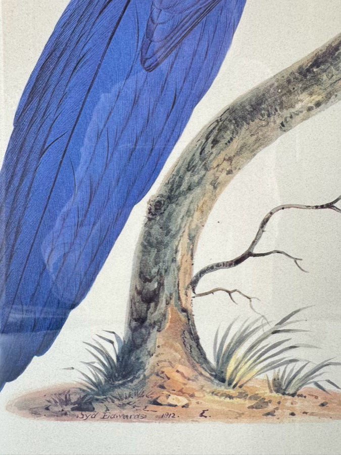 CHELSEA HOUSE SYD EDWARDS Blue Parrot Print in Gold & Black Frame