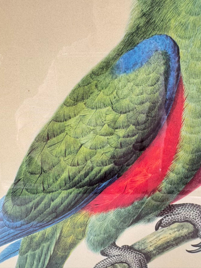 CHELSEA HOUSE SYD EDWARDS Green Parrot Print in Gold & Black Frame