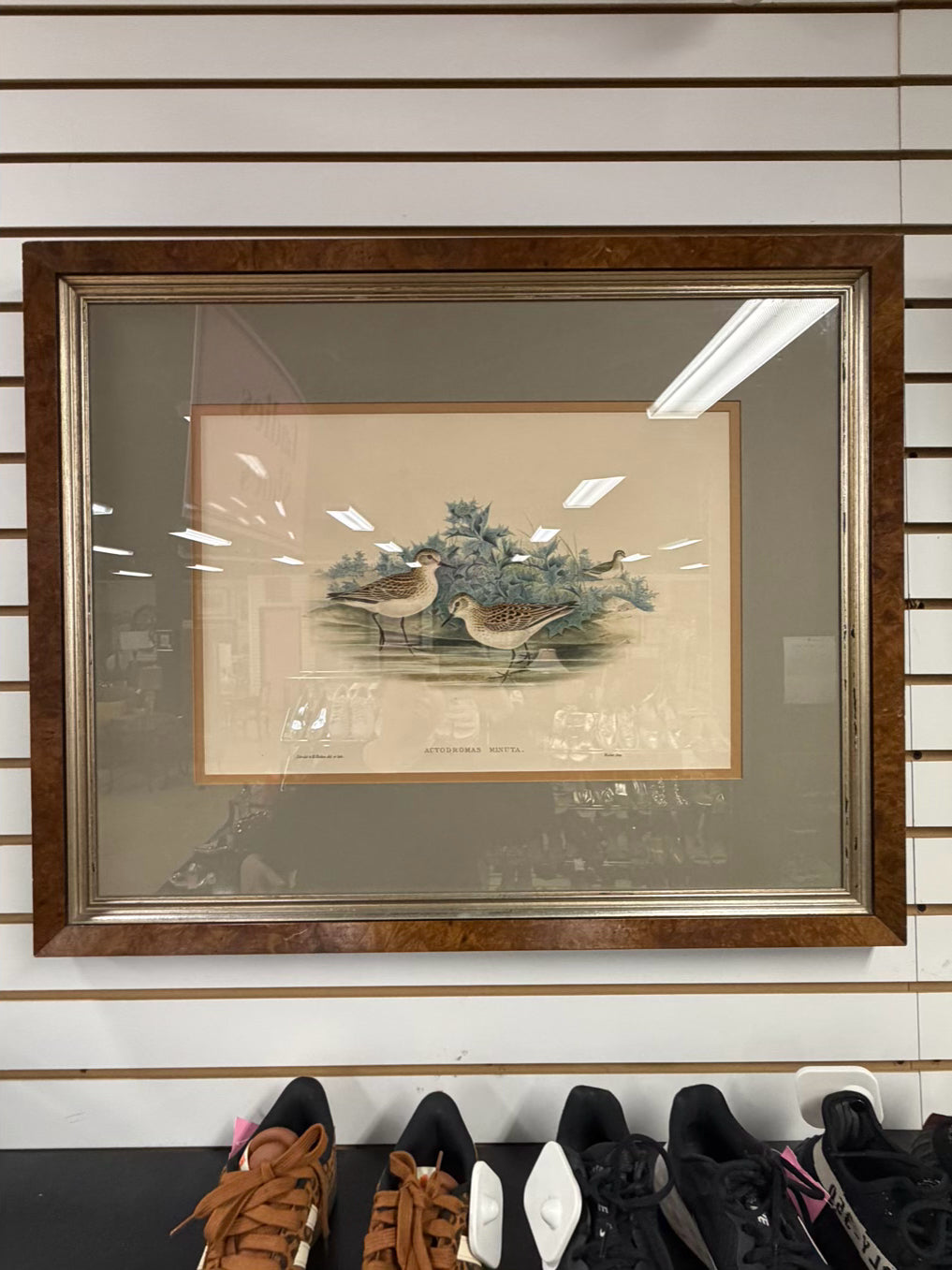 Actodromas Minuta Lithograph In Brown Frame w/ Cream Linen Mat