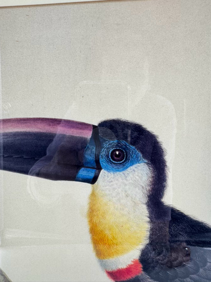 CHELSEA HOUSE SYD EDWARDS Toucan Print in Gold & Black Frame