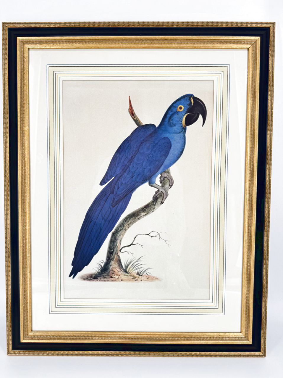 CHELSEA HOUSE SYD EDWARDS Blue Parrot Print in Gold & Black Frame