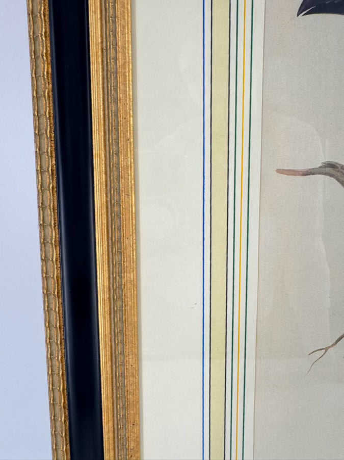 CHELSEA HOUSE SYD EDWARDS Toucan Print in Gold & Black Frame