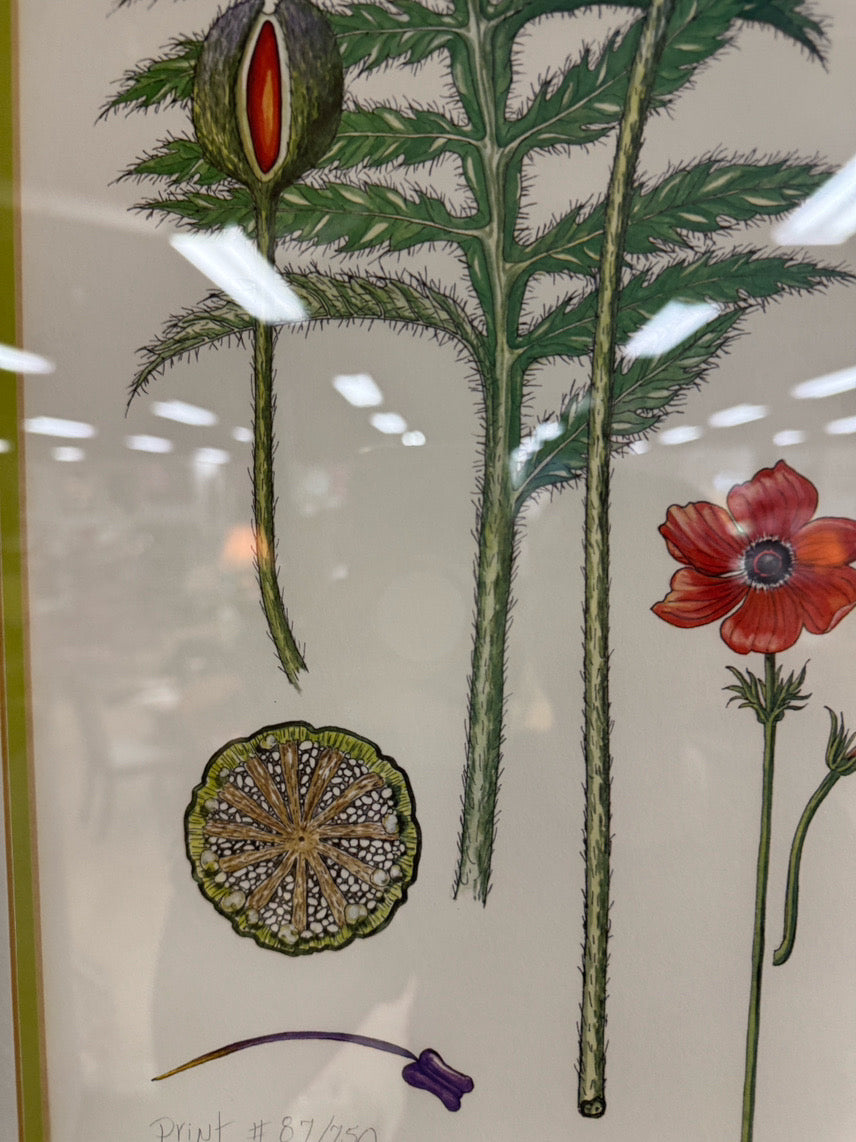 DIANNE COLEMAN Poppies Signed Print in Wood Frame