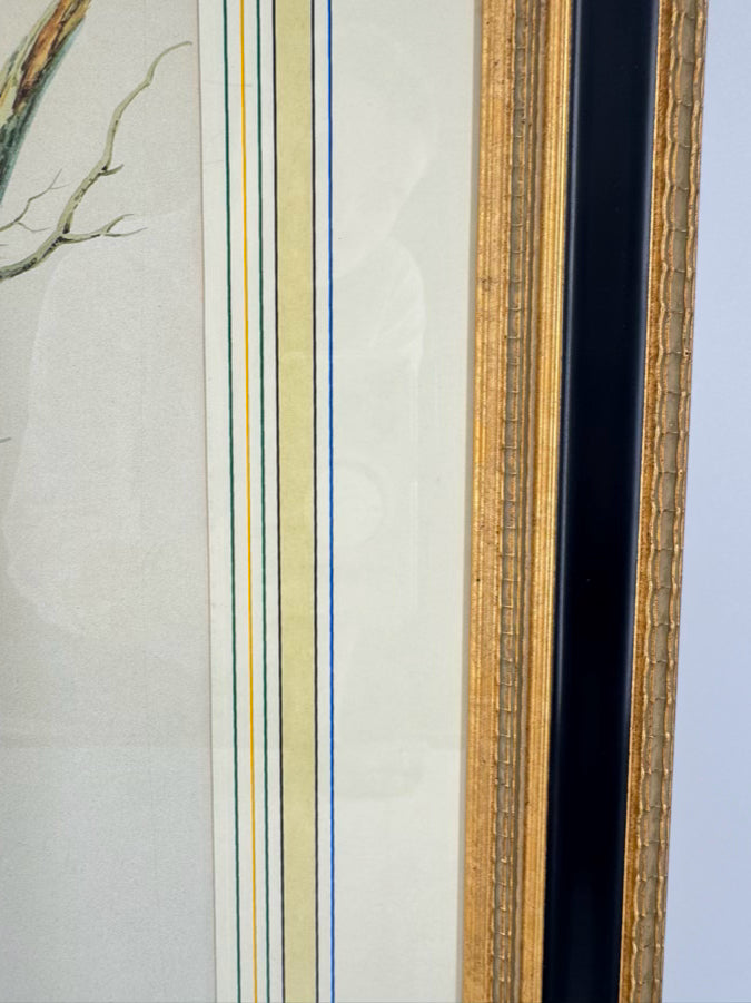 CHELSEA HOUSE SYD EDWARDS Green Parrot Print in Gold & Black Frame