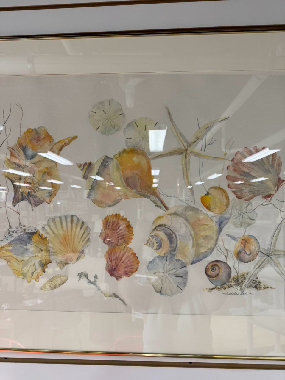 C. CHAMBERLAIN DAVIS Shells Watercolor in Gold Frame