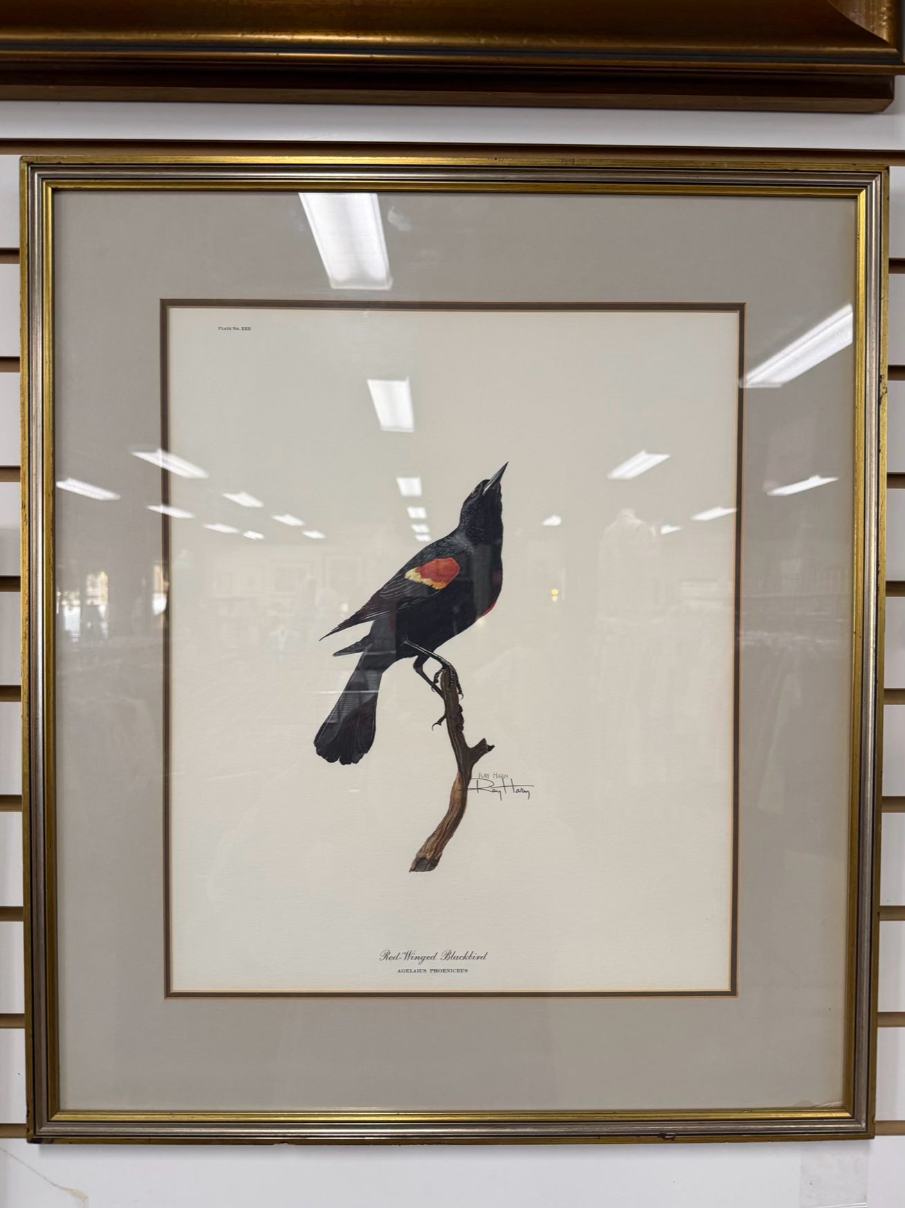 SIGNED RAY HARM Red Winged Blackbird Print In Gold Frame