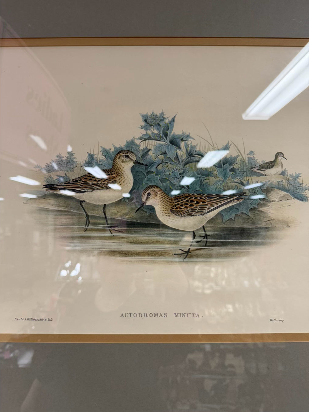 Actodromas Minuta Lithograph In Brown Frame w/ Cream Linen Mat