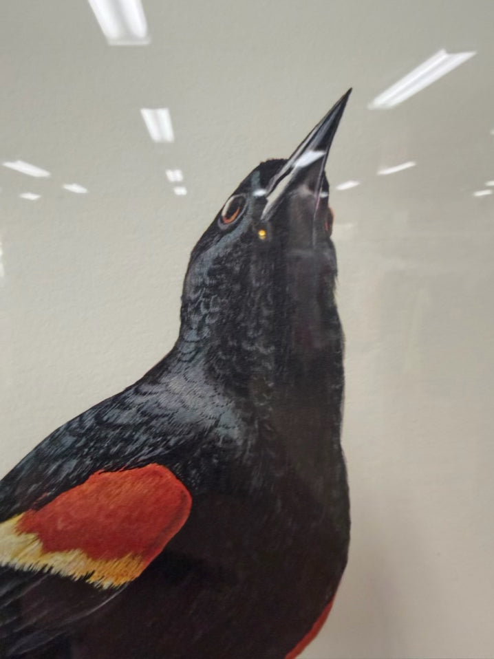 SIGNED RAY HARM Red Winged Blackbird Print In Gold Frame
