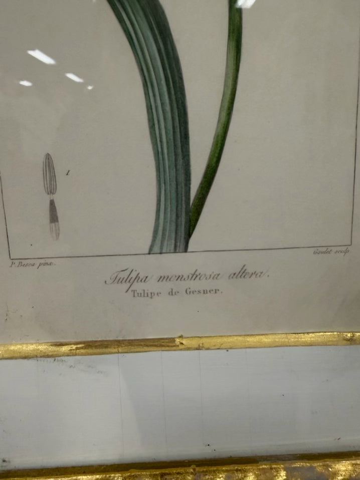 TROWBRIDGE Green & White Flower Botanicals Set Of 6 Framed Prints