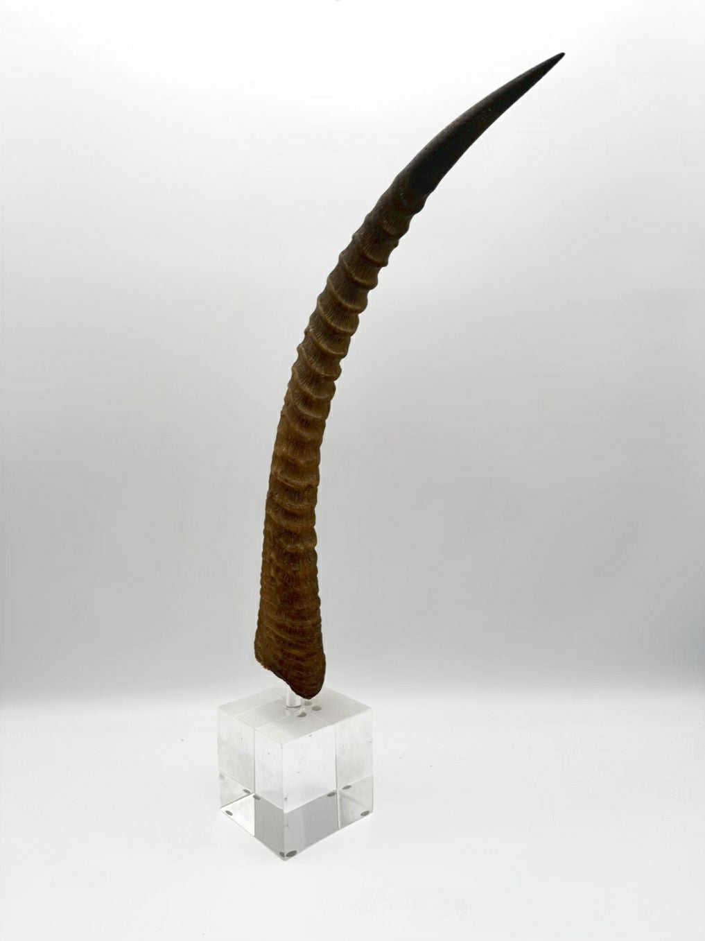 Horn On Clear Lucite Base