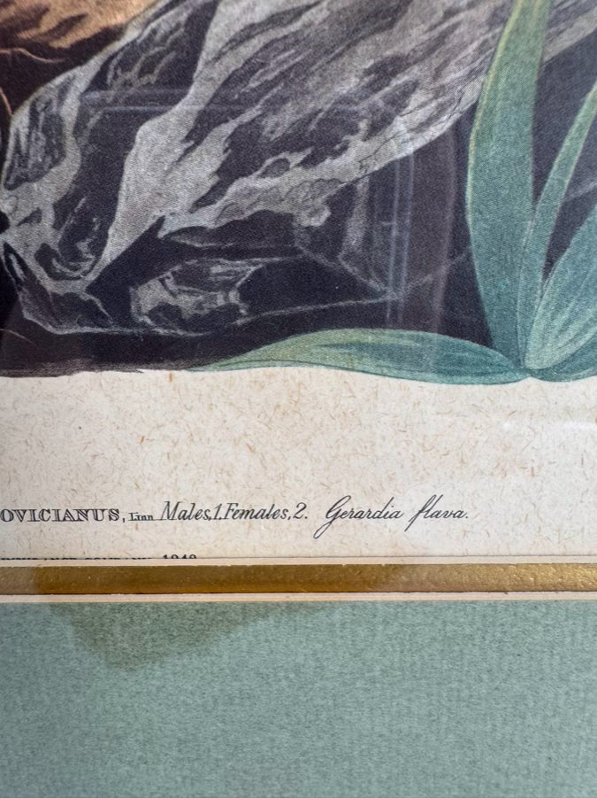 AUDUBON "Meadow Lark" Engraving in Green Mat & Silver Frame