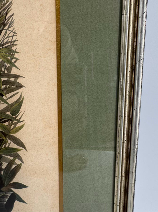 AUDUBON "Meadow Lark" Engraving in Green Mat & Silver Frame