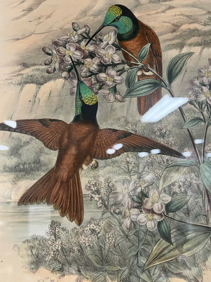 MINTERN BROS. Hummingbirds Lithograph In gold Frame
