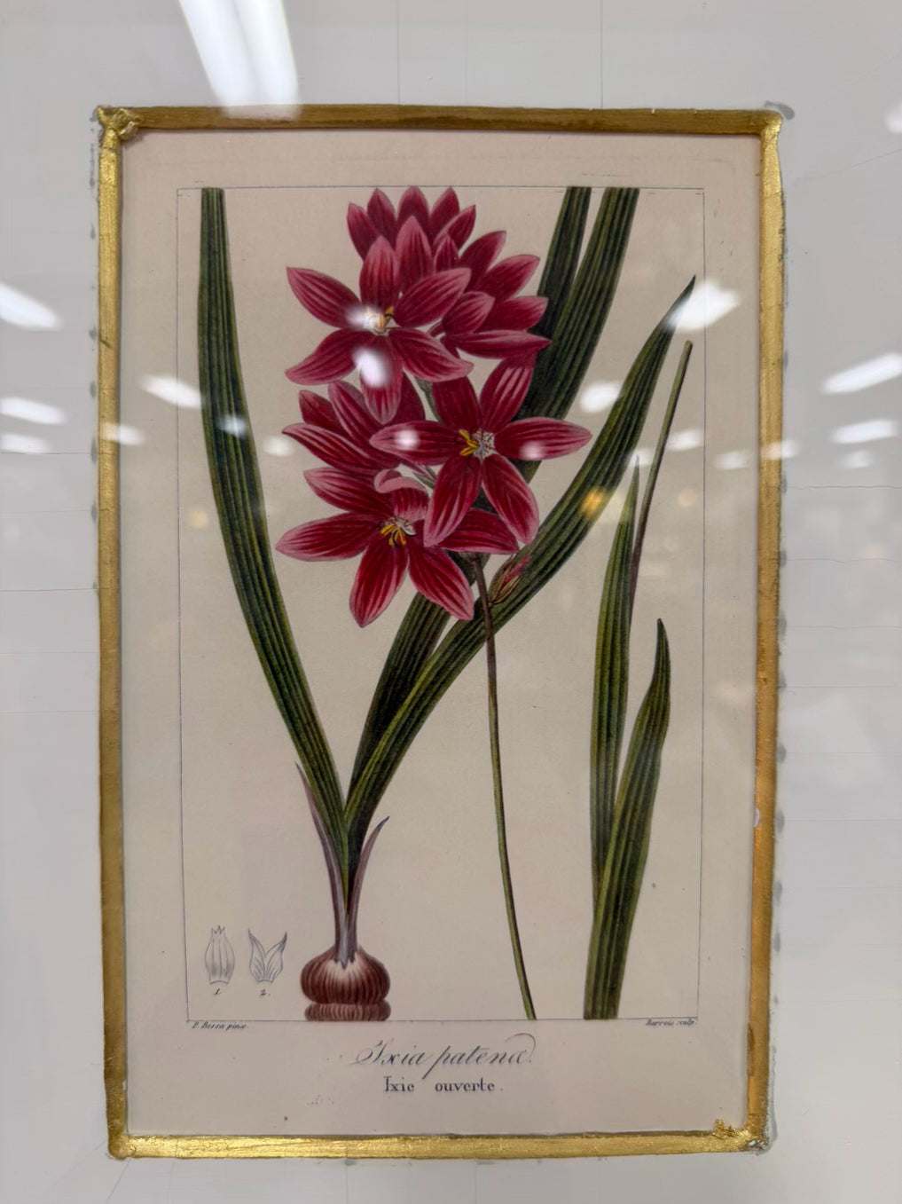 TROWBRIDGE Green & White Flower Botanicals Set Of 6 Framed Prints