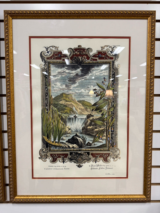 Calamus Aromaticus, Casia Hand-Colored Copper Plate Engraving in Gold Frame