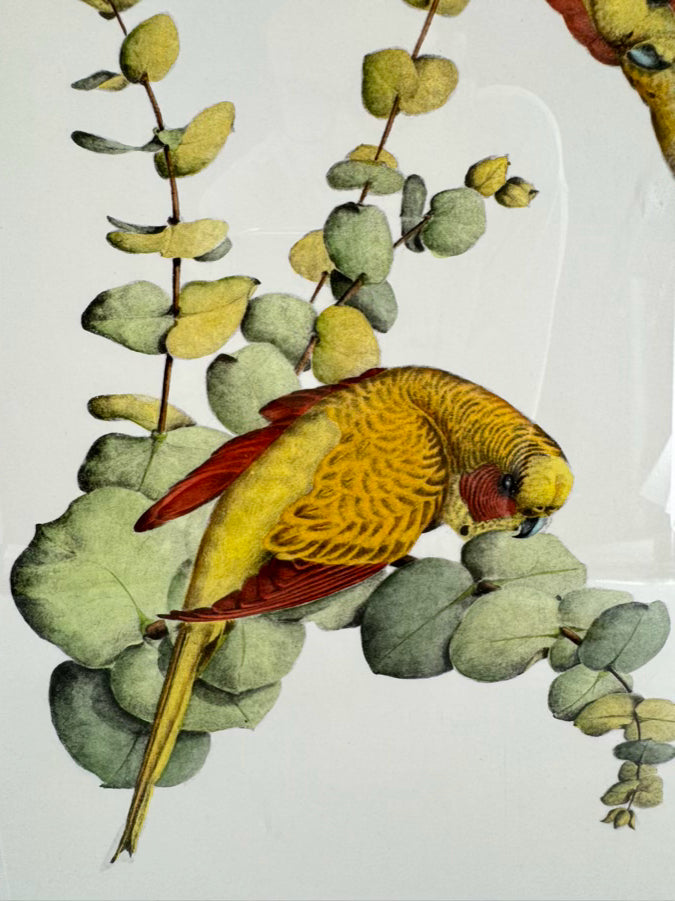 CHELSEA HOUSE KATHLEEN CASSEL Birds Lithograph in Gold Frame