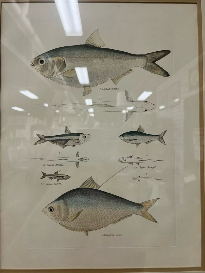 Framed Fish Print in Cream Frame w/ Linen Mat