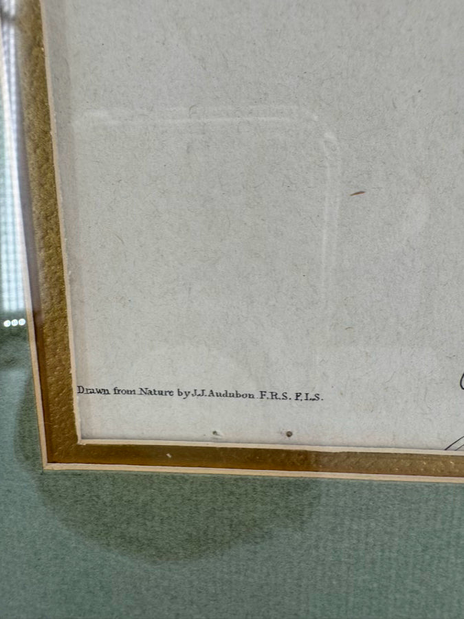 AUDUBON "Yellow Breasted Chat" Engraving in Green Mat & Silver Frame