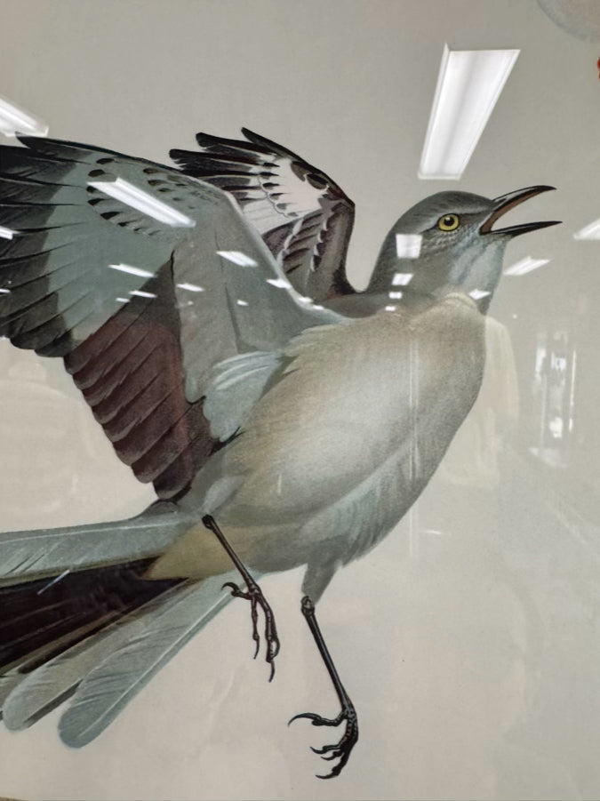 ROGER TORY PETERSON Pair of Birds Paintings in Gold & Wood Frames