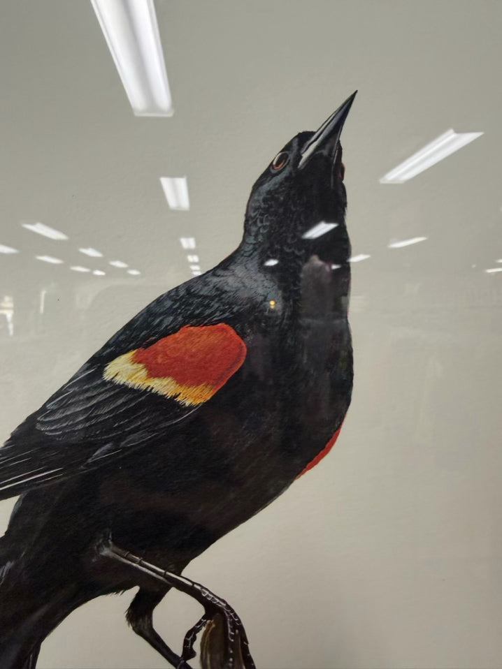 SIGNED RAY HARM Red Winged Blackbird Print In Gold Frame