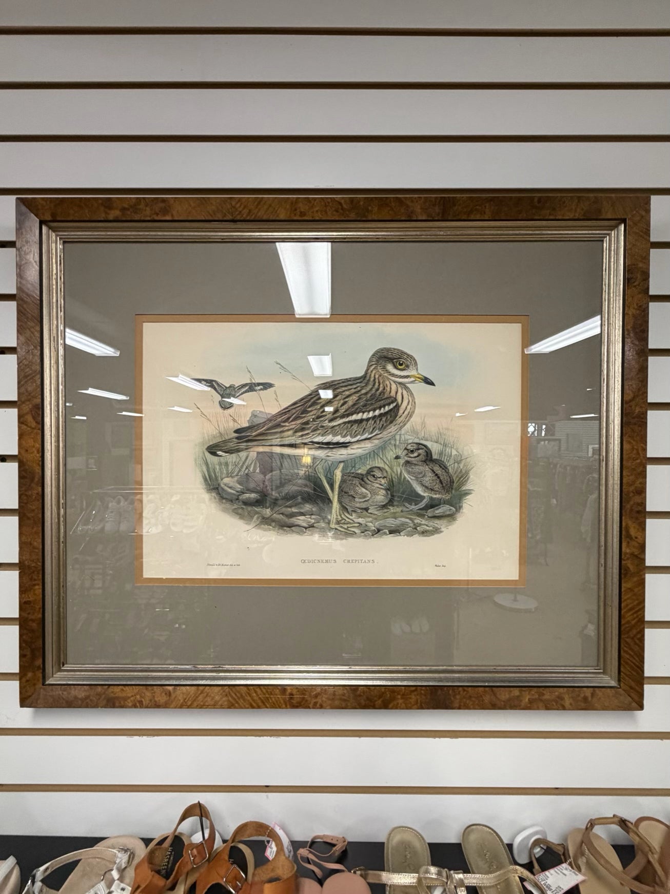 Oedicnemus Crepitans Lithograph In Brown Frame w/ Cream Linen Mat