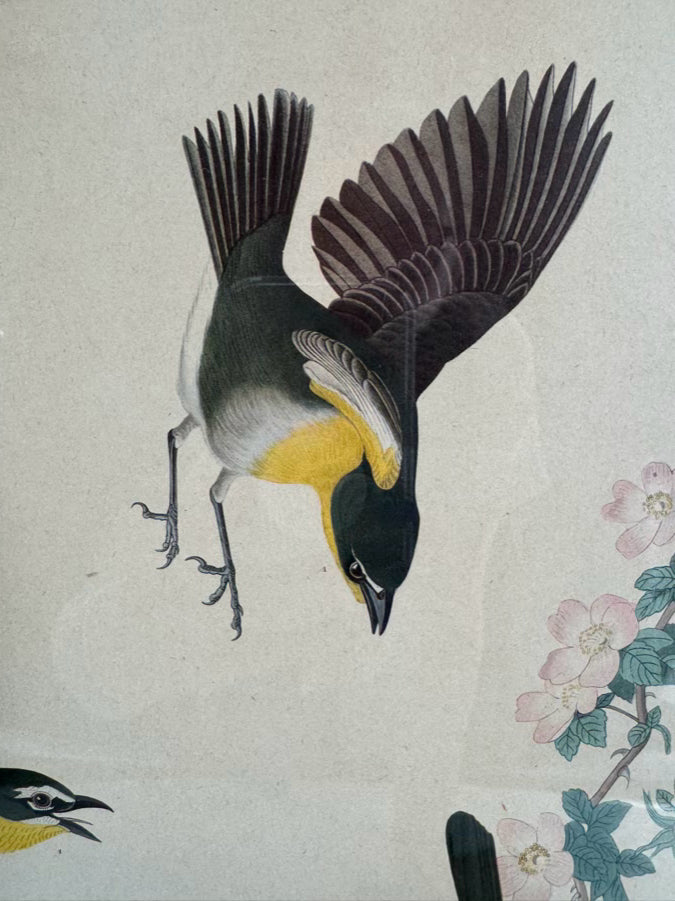 AUDUBON "Yellow Breasted Chat" Engraving in Green Mat & Silver Frame