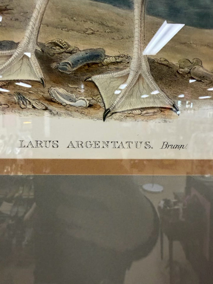Larus Argentaus Lithograph In Brown Frame w/ Cream Linen Mat