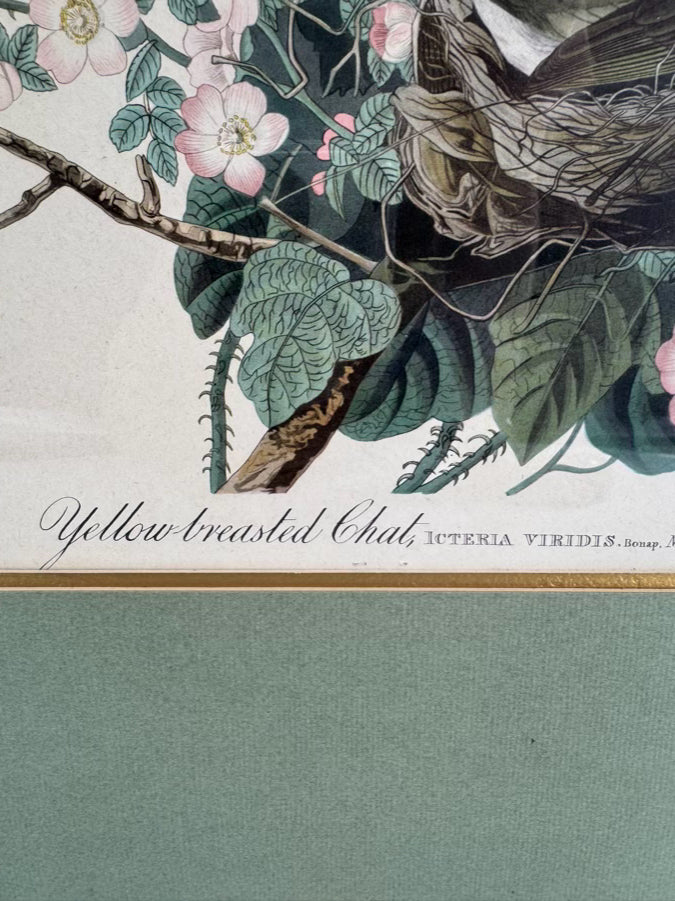 AUDUBON "Yellow Breasted Chat" Engraving in Green Mat & Silver Frame