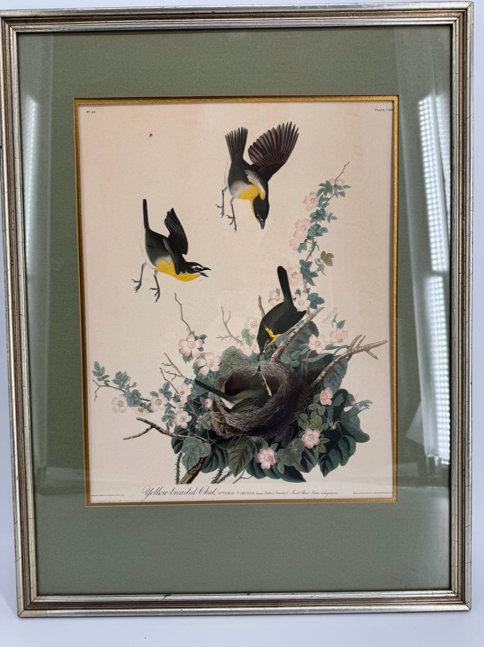 AUDUBON "Yellow Breasted Chat" Engraving in Green Mat & Silver Frame