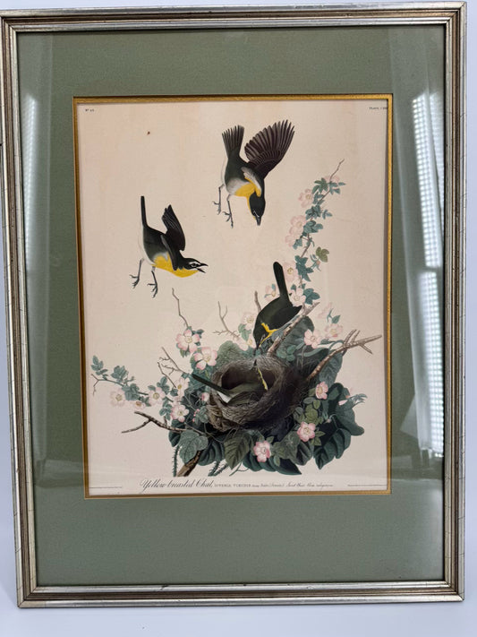 AUDUBON "Yellow Breasted Chat" Engraving in Green Mat & Silver Frame