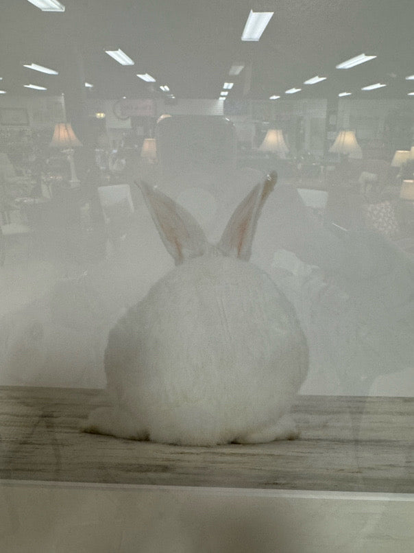 SHARON MONTROSE "Baby Bunny No. 3" Print in White Frame