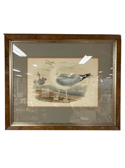 Larus Argentaus Lithograph In Brown Frame w/ Cream Linen Mat