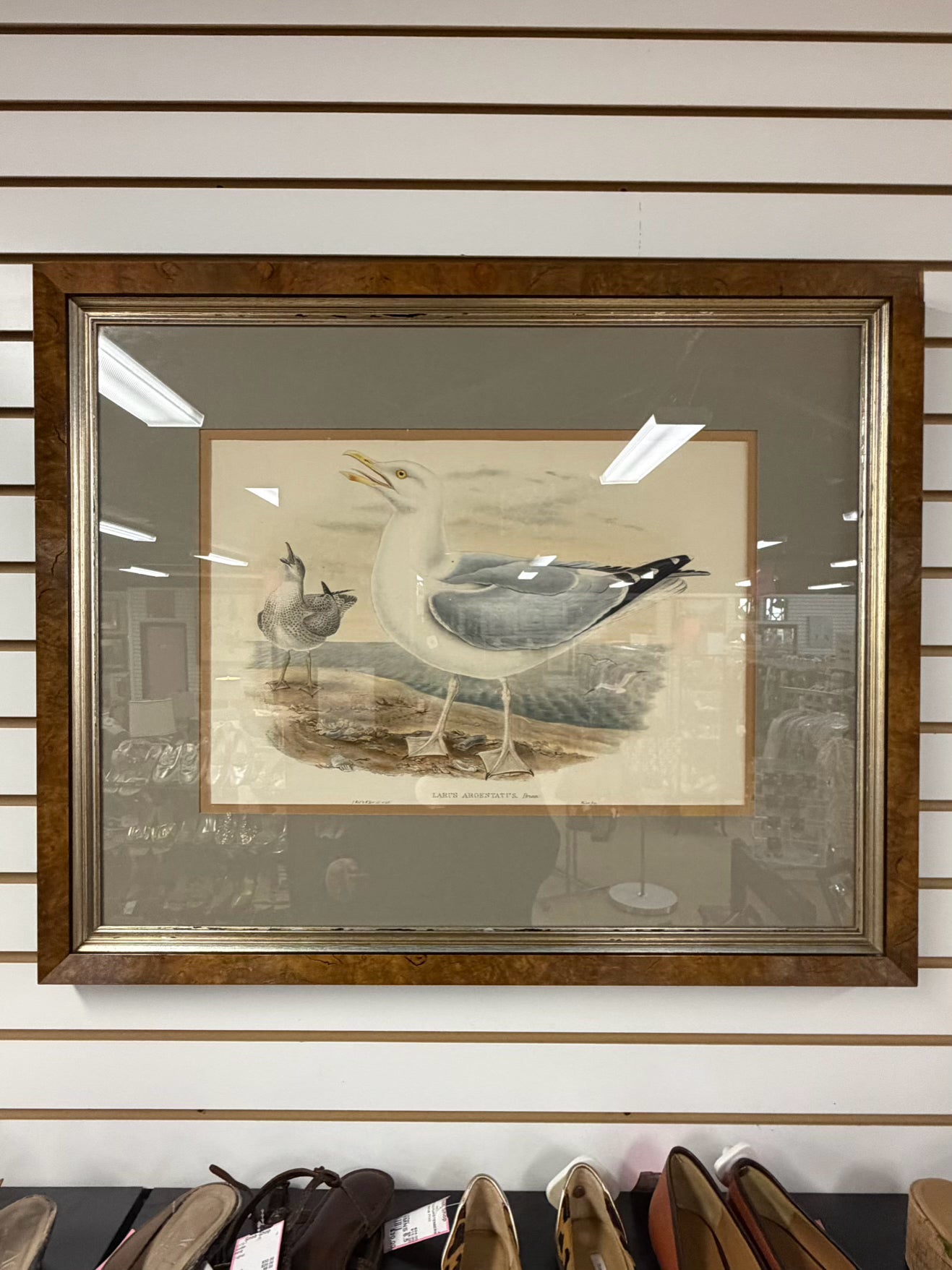 Larus Argentaus Lithograph In Brown Frame w/ Cream Linen Mat