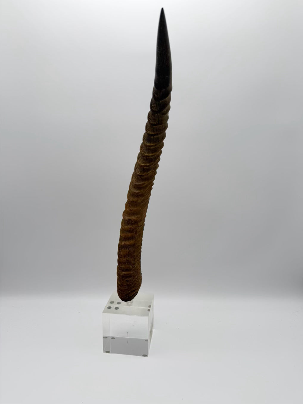 Horn On Clear Lucite Base